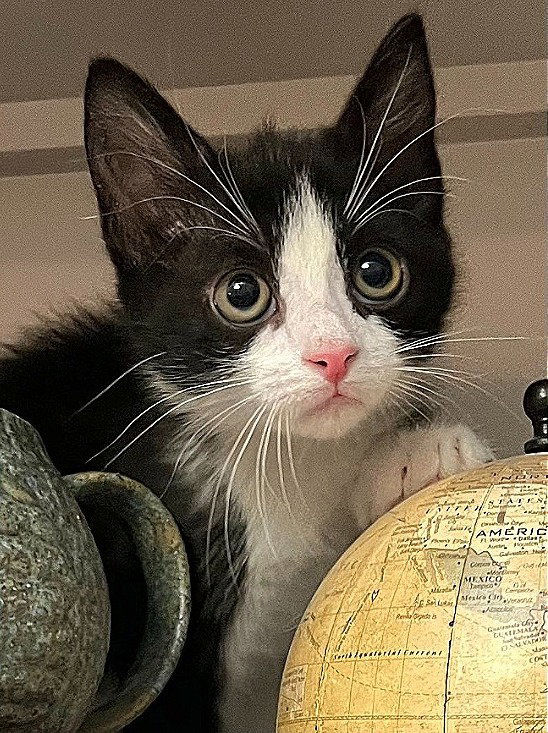 Cats for Adoption in Cocoa Beach, Florida Alpha Paw