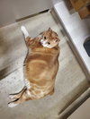 Bobby the Big Handsome Guy