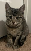 Stella
