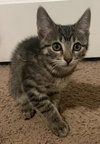 Stella