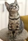 Stella