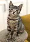 Stella