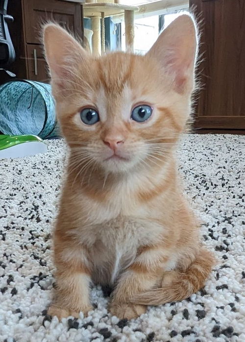 Jasper