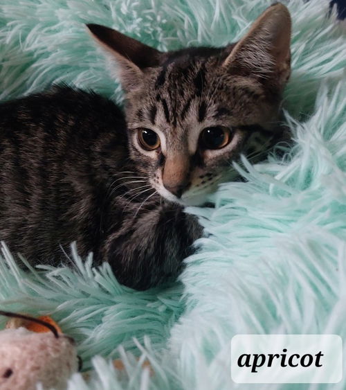 Apricot