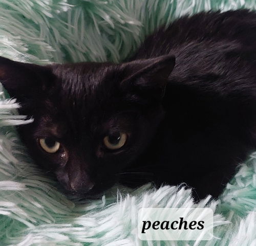 Peaches
