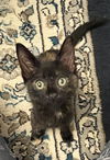Pepper