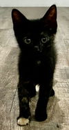 Pepper