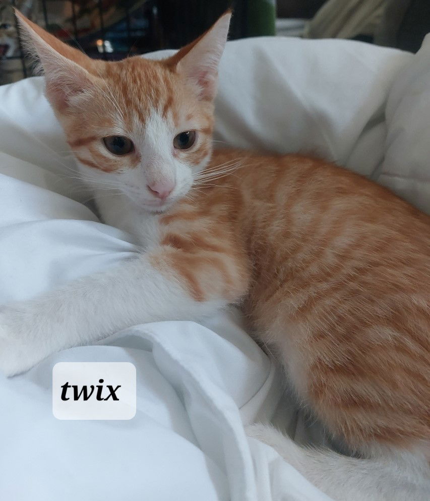 Orange 2024 manx kitten