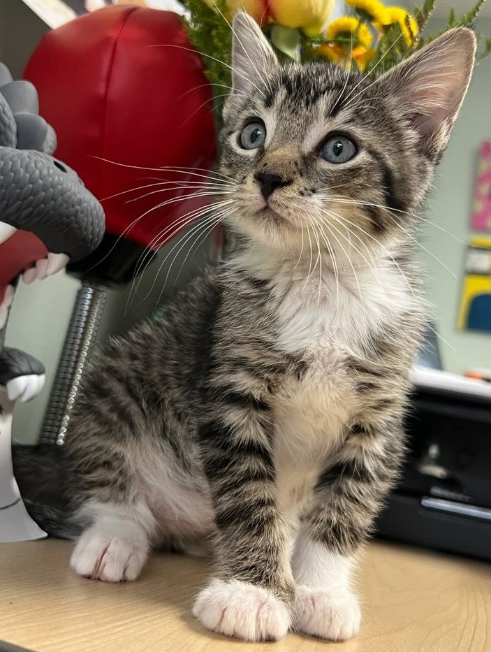 Adopt Sprout from catscan inc in Oviedo Fl!