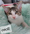 Cecil