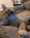 Ollie the Lynx Point Siamese