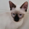 Sandy the Chocolate Point Siamese