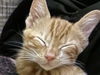 Blake