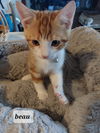 Beau