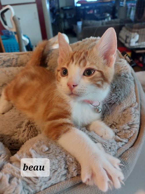 Beau