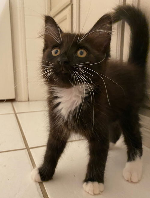 Beau