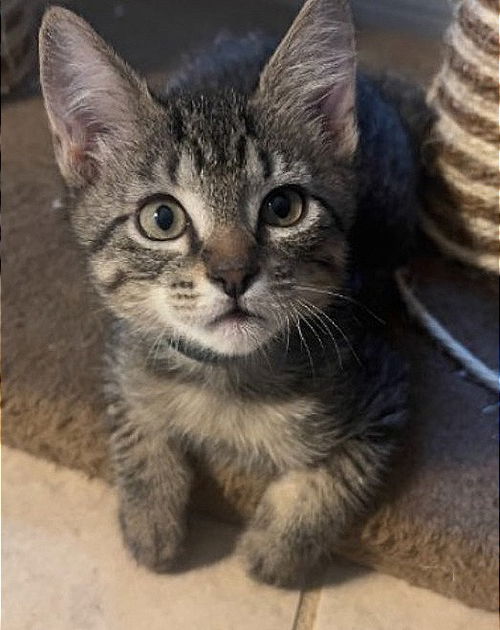 Sawyer