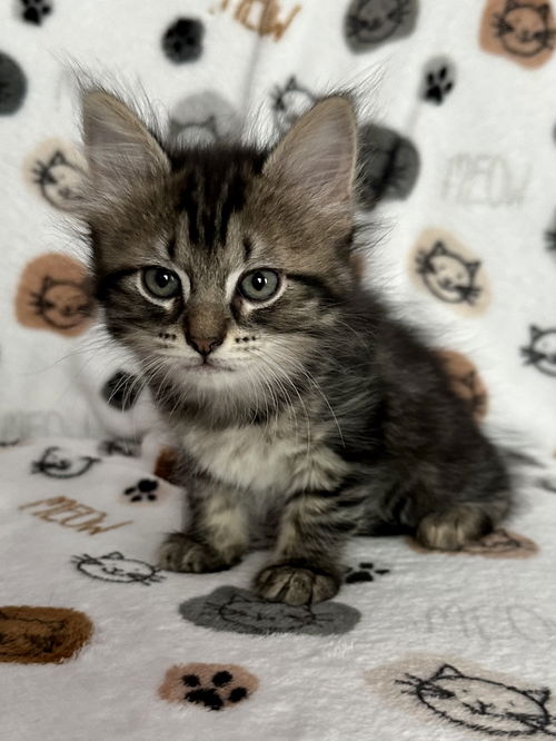 Elsie