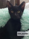 Tim Purry