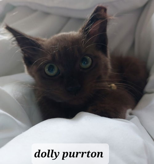 Dolly Purrton