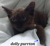 Dolly Purrton