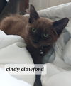 Cindy Clawford