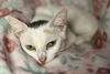 Sundari the manx girl