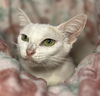 Sundari the manx girl