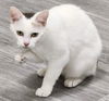 Sundari the manx girl