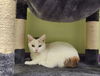 Sundari the manx girl