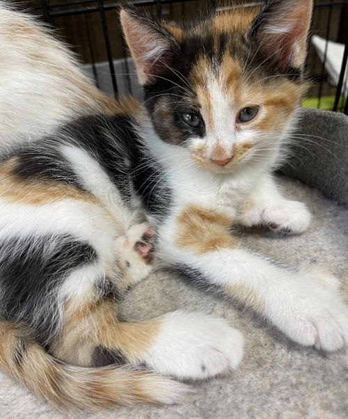 Marble
