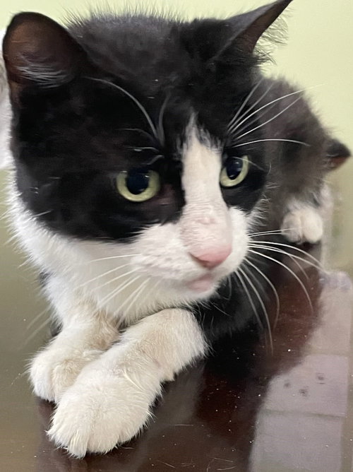 Missy the Sweetheart