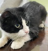 Missy the Sweetheart