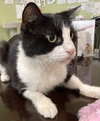 Missy the Sweetheart