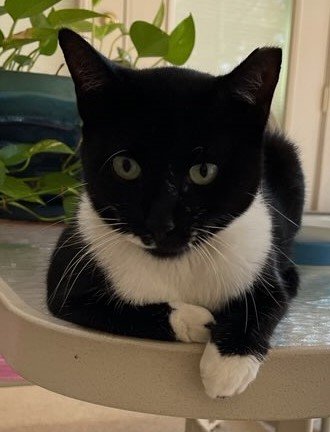 adoptable Cat in Oviedo, FL named Tux