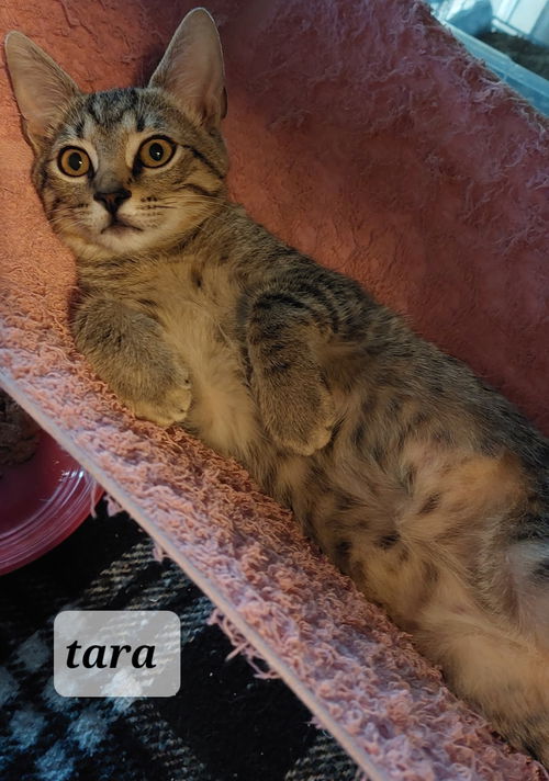 Tara