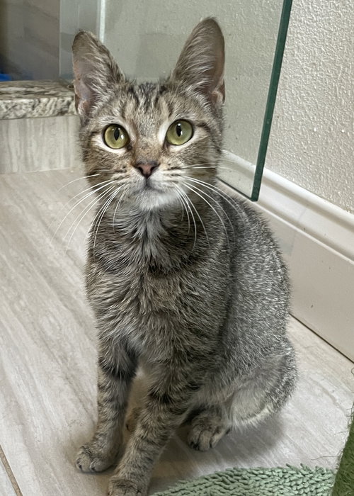 Tulip the Sweet as Honey Girl