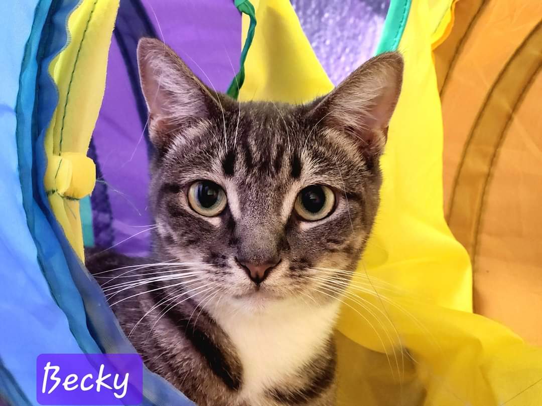 adoptable Cat in Orlando, FL named Becky