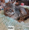 Blake