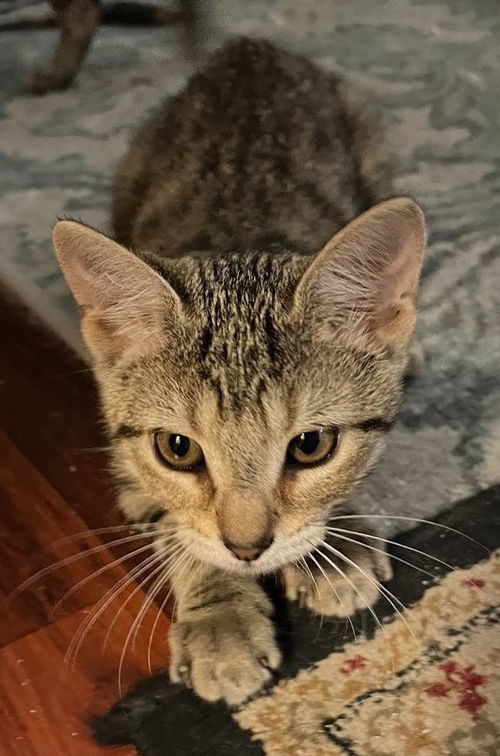 Athena