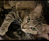 Delilah the Tabby Beauty