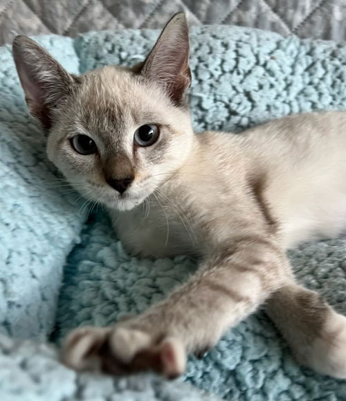 Scarlette the Lynx Point Siamese