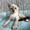 Scarlette the Lynx Point Siamese