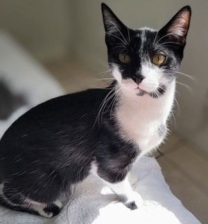 Pebbles the Manx