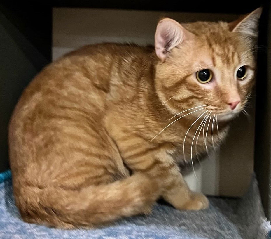Adopt Ginger from catscan inc in Oviedo Fl!