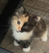 Mischa
