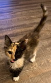 Mischa