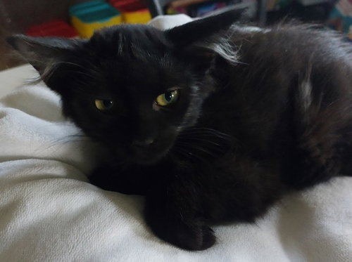 Tufts