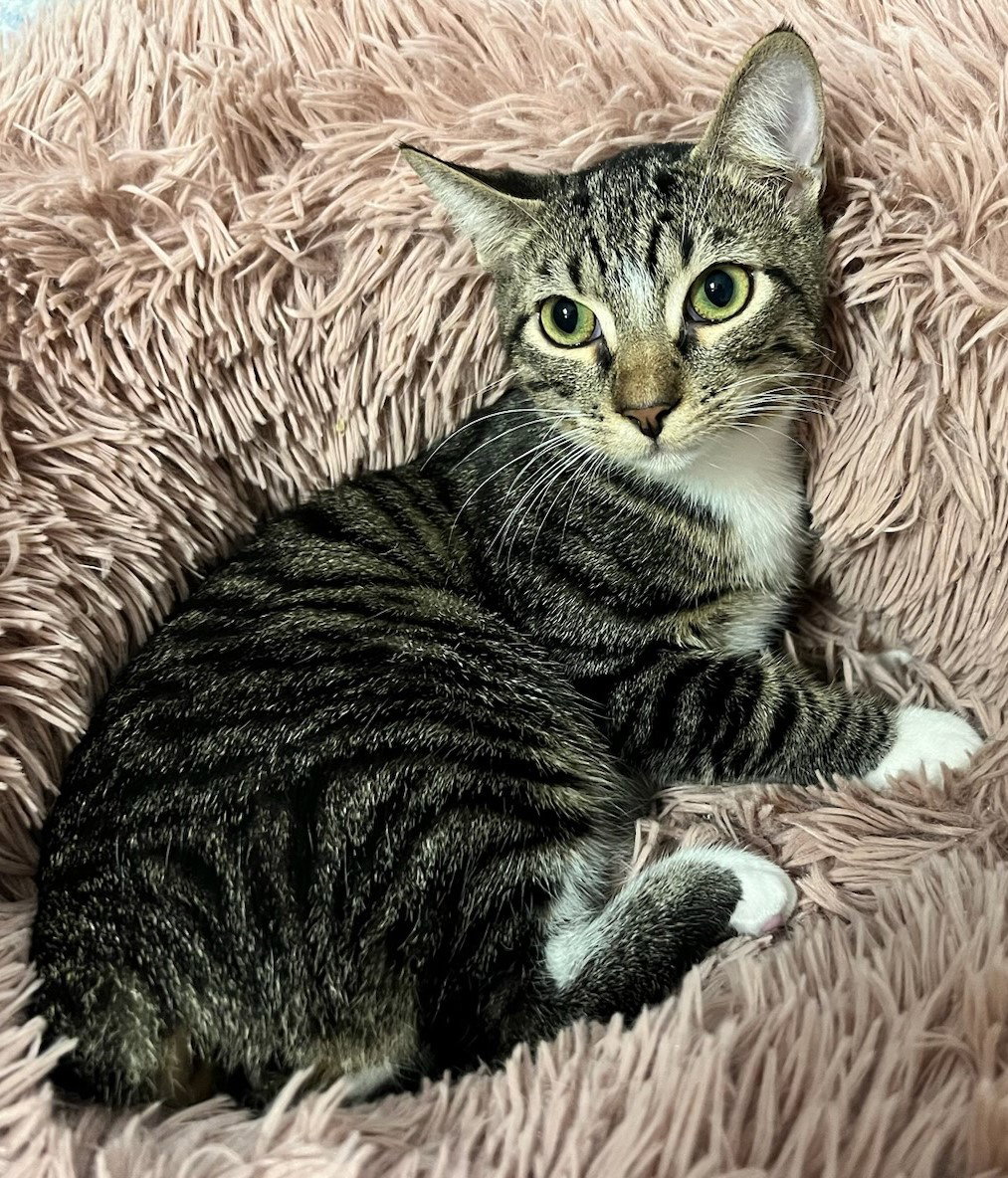 Cat adoption in Orlando, FL 32801 Domestic Short Hair / Manx / Mixed