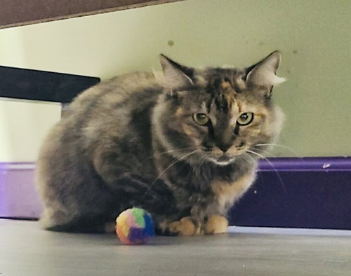 Tortie Lou